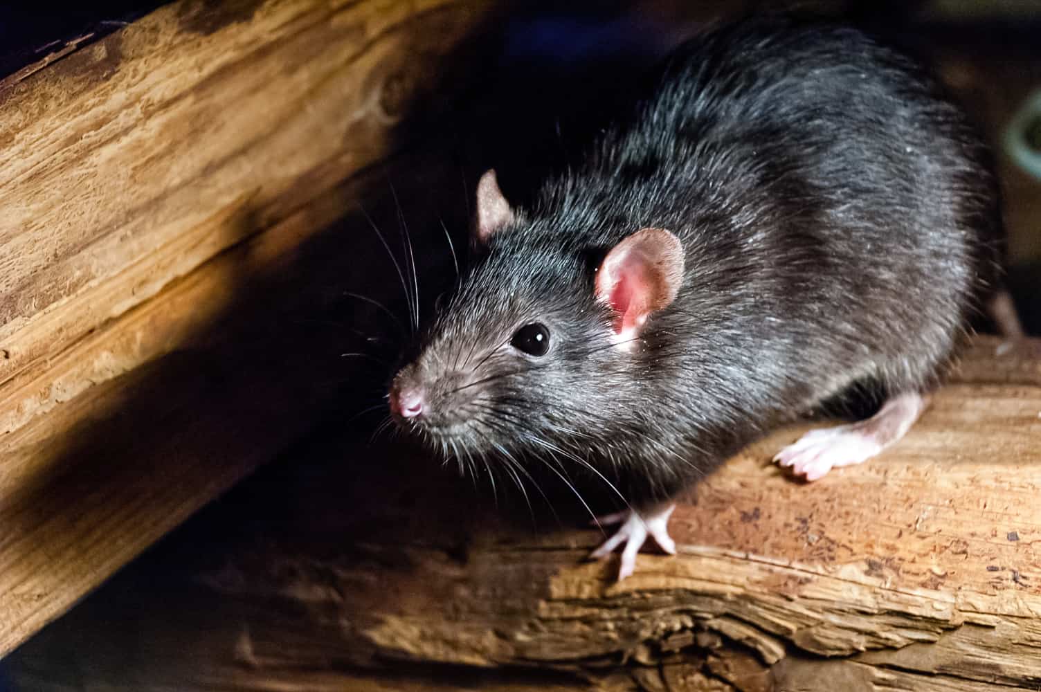 Why Should You Look for The Best Mice Pest Control Services?